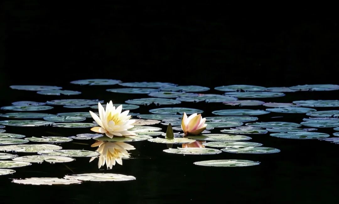 芒种 · 睡莲——静水之上，安顿一夏